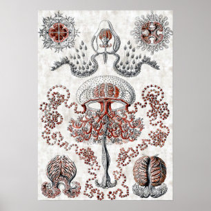 Póster Anthomedusae Poster