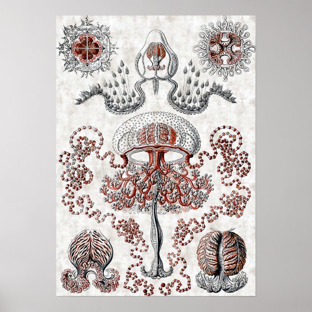 Póster Anthomedusae Poster (Frente)