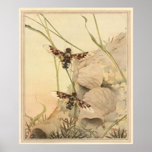 Póster ANTHRAX FLY - Ilustracion de libros de insectos (Frente)