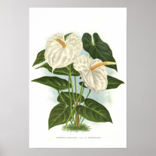 Póster Anthurium andreanum