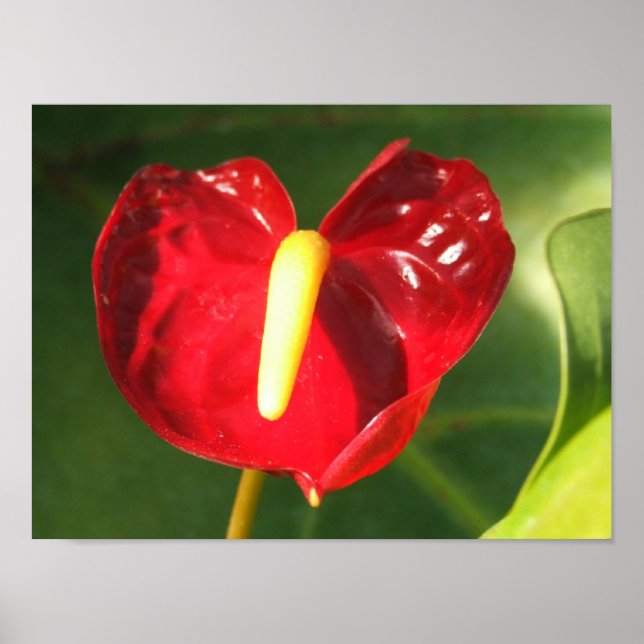 Póster Anthurium Flower Print (Frente)