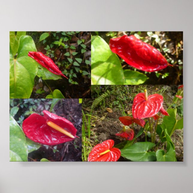 Póster Anthurium - GRAN ISLA HAWAII (Frente)