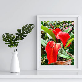 Póster Anthurium Red Flower México