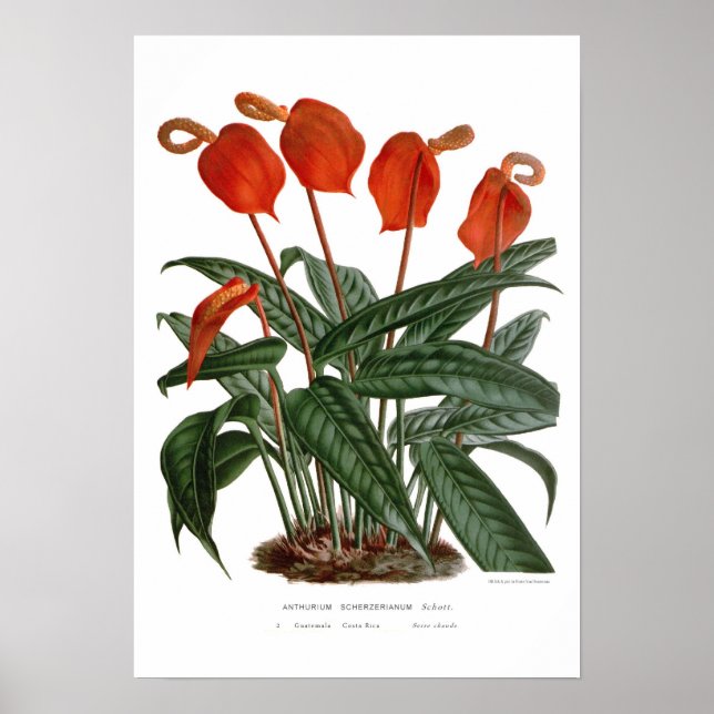 Póster Anthurium scherzerianum (Frente)