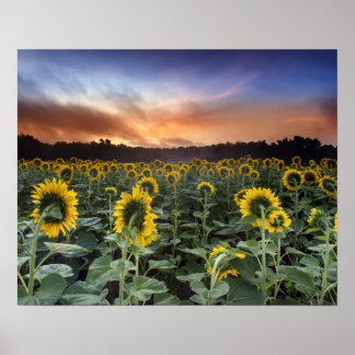 Póster anticipación