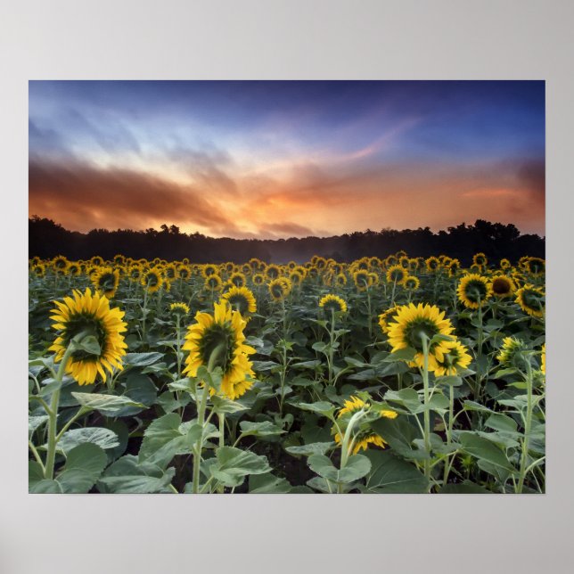 Póster anticipación (Frente)