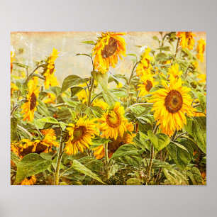 Póster Antigüedad de época amarilla de campo de girasol