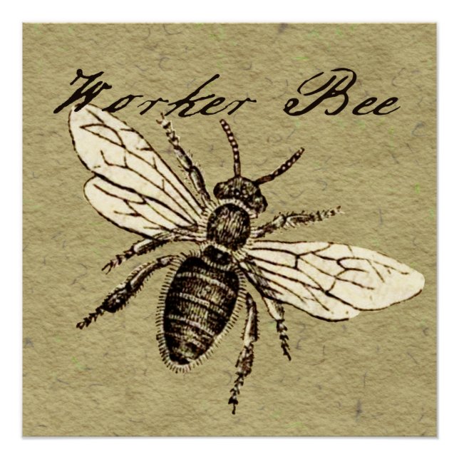 Póster Antigüedad del Ilustracion de los insectos de los  (Anverso)