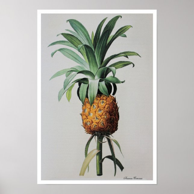 Póster Antiguo dibujo de Ananas Comosus (Frente)