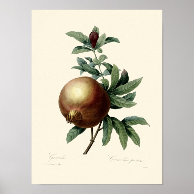 Póster Antiguo Ilustracion Pomegranate de la era victoria (Frente)