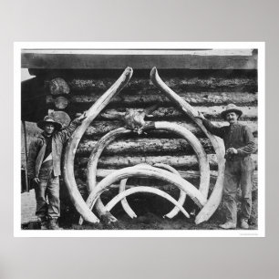Póster Antiguo Mastodon Bones Alaska 1908