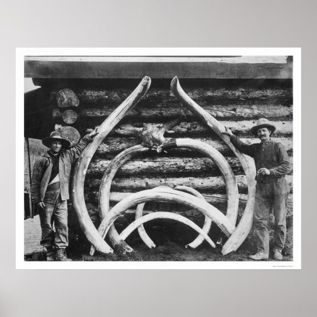 Póster Antiguo Mastodon Bones Alaska 1908 (Frente)