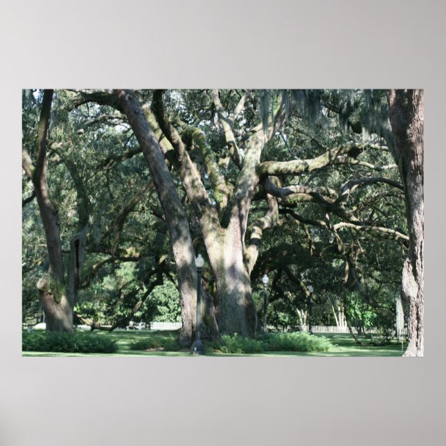 PÓSTER ANTIGUO POSTER LOUISIANA OAK TREE (Frente)