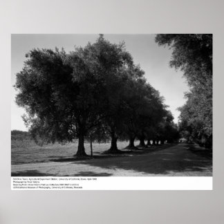 Póster Antiguos olivos, Universidad de California, Davis