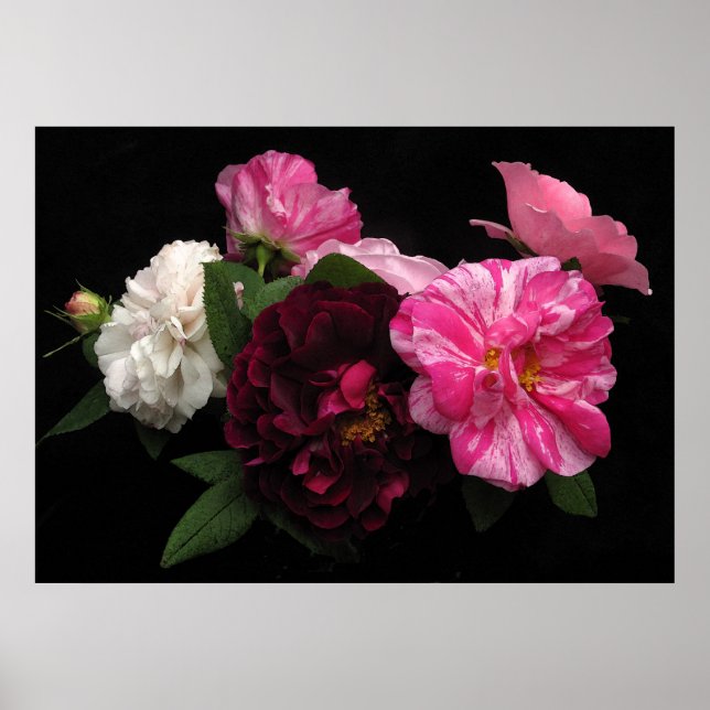 Póster Antiguos Rosas (Frente)