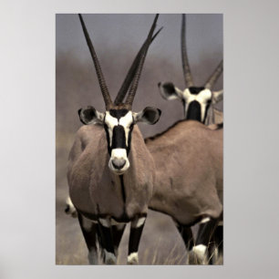 Póster Antílope del Oryx