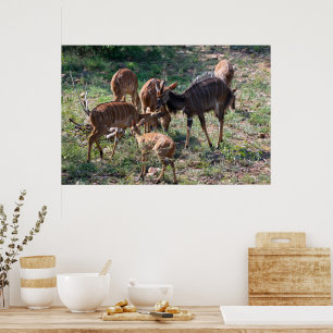 Póster Antílope Nyala Elegante en África