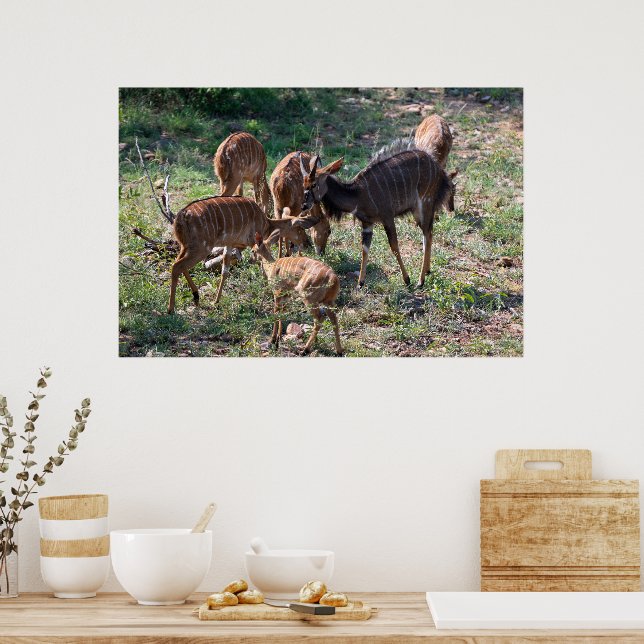 Póster Antílope Nyala Elegante en África (Cocina)