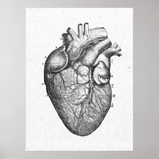 Póster Antique Anatomy Heart Vintage (Frente)