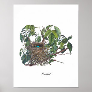 Póster Antique Bird Nest #2 Shabby Chic Home Decor Art