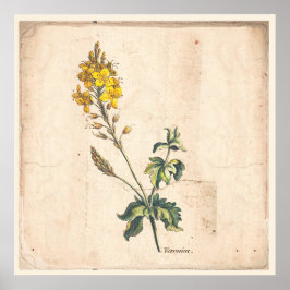Póster Antique Botanical Print Poster Veronica Flowers