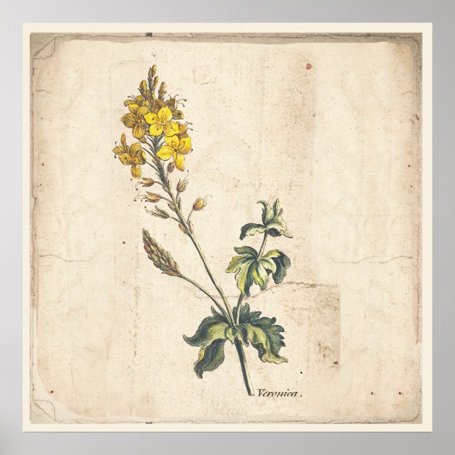 Póster Antique Botanical Print Poster Veronica Flowers (Frente)
