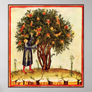 PÓSTER ANTIQUE POMEGRANATE TREE