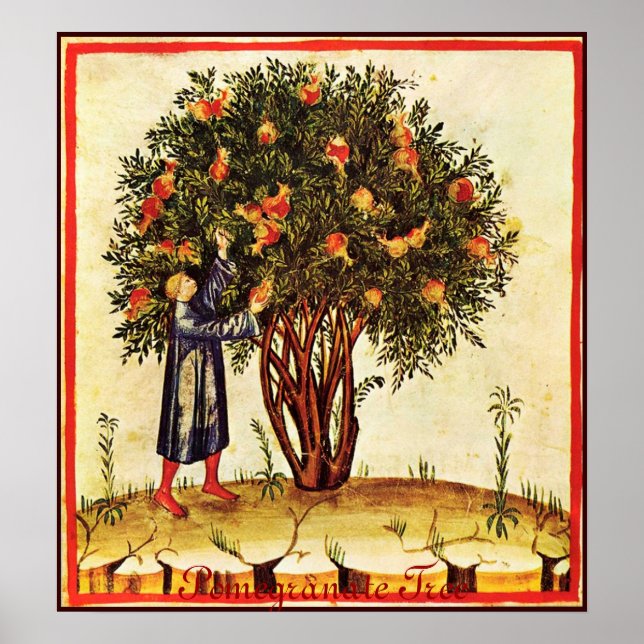 PÓSTER ANTIQUE POMEGRANATE TREE (Frente)