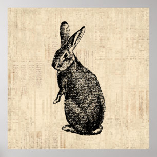 Póster Antique Rabbit Illustration Bunny Art with Script