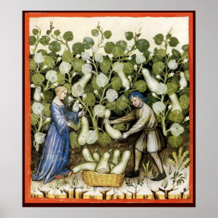 PÓSTER ANTIQUE SQUASH HARVEST