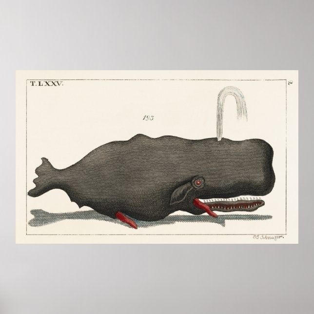 Póster Antique Vintage Whale Woodcut Illustration Art (Frente)