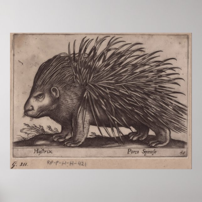 Póster Antonio Tempesta - Stekelvarken - Porco Spinoso (Frente)