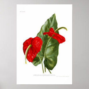 Póster Antrurio atrosanguineo