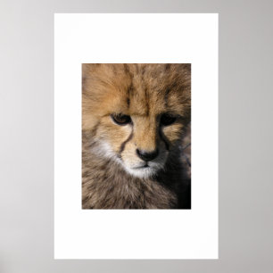Póster Anubis