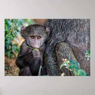 Póster Anubus Baboon   Lago Manyara Nat. Park Tanzania