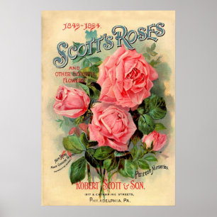 Póster Anuncio de los rosas de Scotts