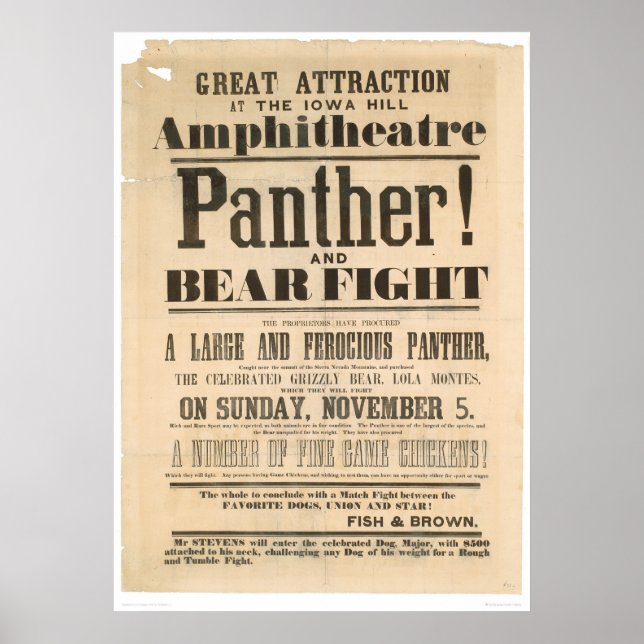 Póster Anuncio de lucha contra la pantera y el oso (1293A (Frente)