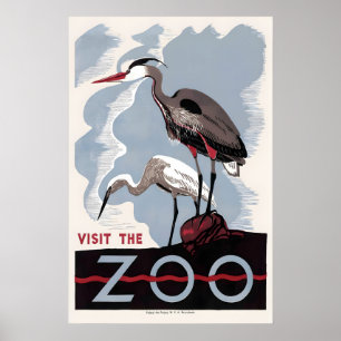 Póster Anuncio de pájaro del zoo Herron American Bittern
