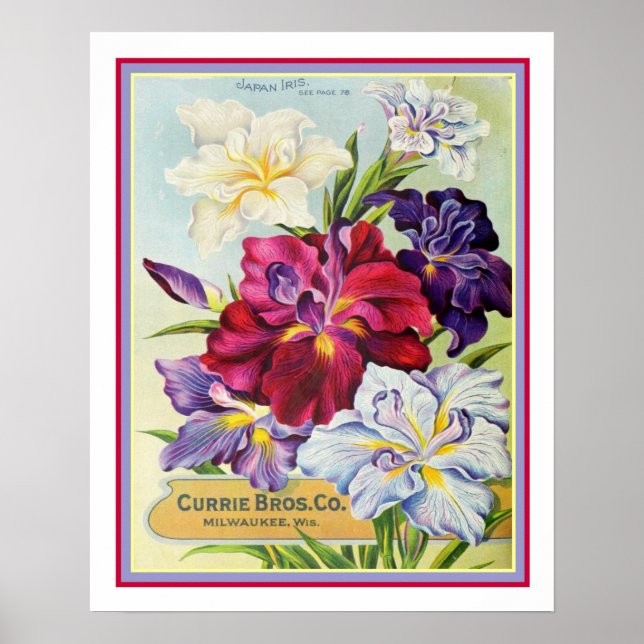 Póster Anuncio de semilla Iris japonesa vintage 16x20 (Frente)