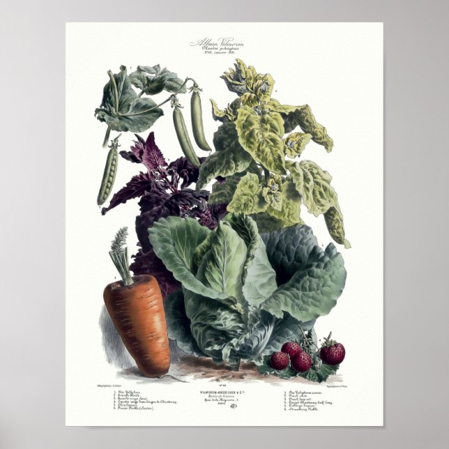Póster Anuncio parisino de frutas y verduras de la época  (Frente)