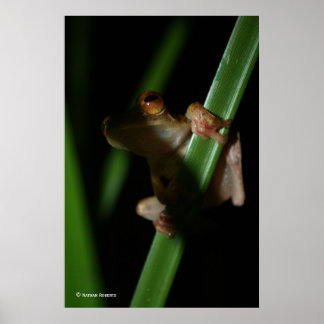 Póster Anura_2