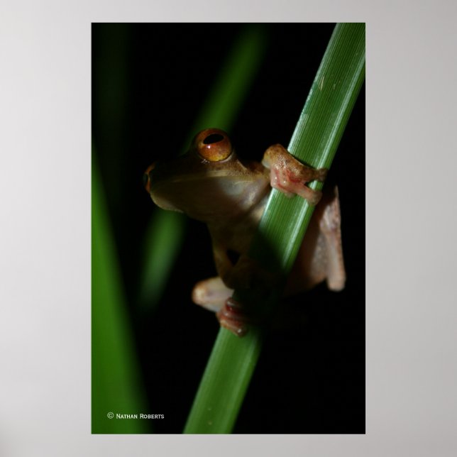 Póster Anura_2 (Frente)