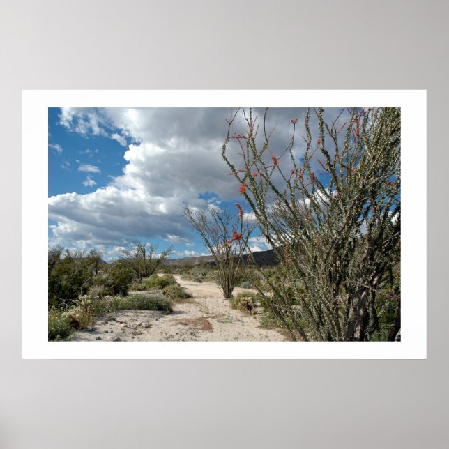 Póster Anza Borrego - the bloom (Frente)