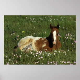 Póster Apaloosa Foal tumbado en las flores