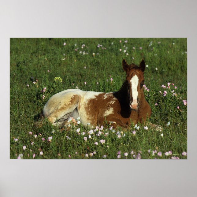 Póster Apaloosa Foal tumbado en las flores (Frente)