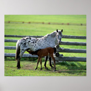 Póster Apaloosa Mare y Caballos de Colt