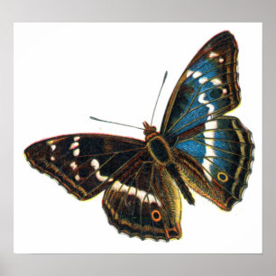 Póster Apatura iris macho