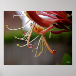 Póster Apelación de abeja [Art Print]