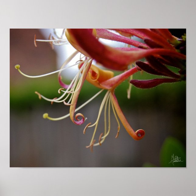 Póster Apelación de abeja [Art Print] (Frente)