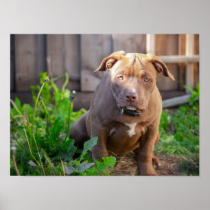 Póster Apertura de bulldog estadounidense